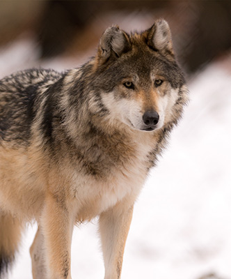 Wolfjagd In Rumainen Europa Hunting Expert